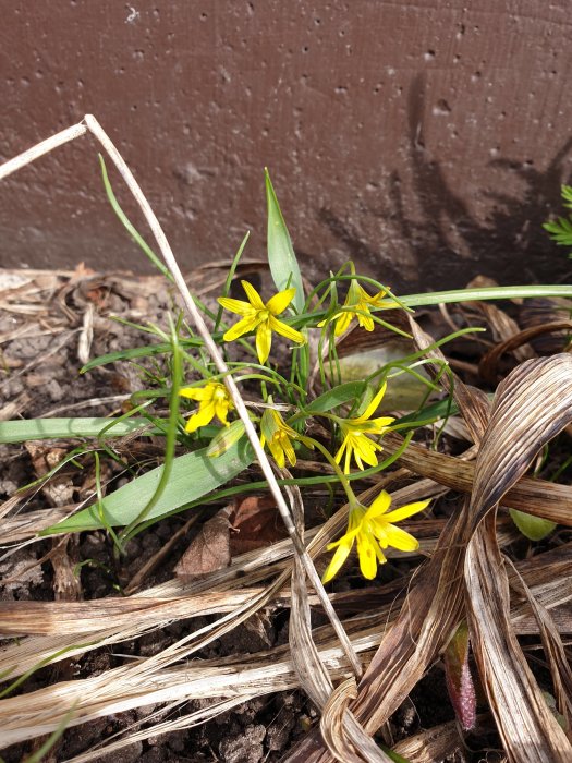 Gula vårlökar blommar bland torra löv och gräs med mörk bakgrund.