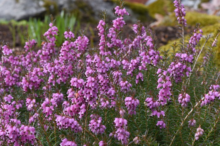 Blommande vårljung med rosa blommor och gröna blad mot en suddig trädgårdsbakgrund.