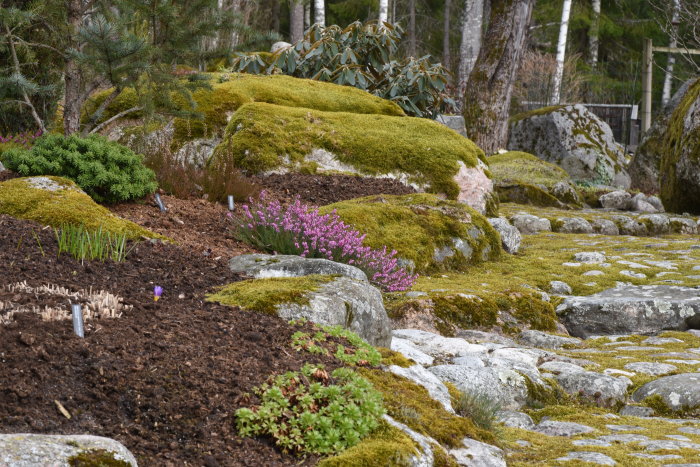 Trädgård med blommande ljung, mossbeklädda stenar, växande krokus och städsegröna växter.