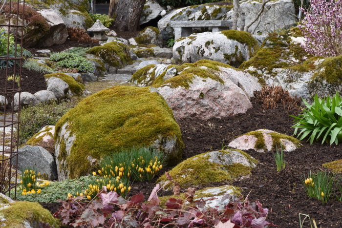 Trädgårdslandskap med mossa, stenar och blommande gula krokusar i tidig vår.
