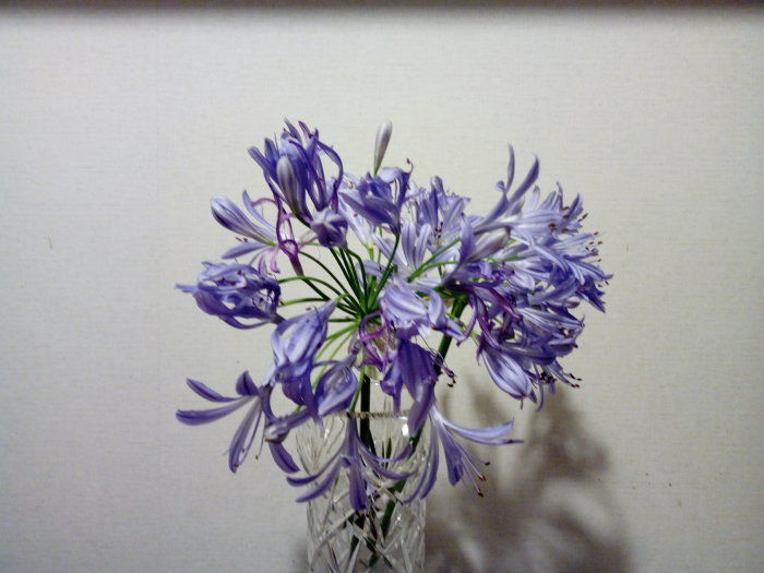 Lila blommor i en kristallvas mot en beige vägg.