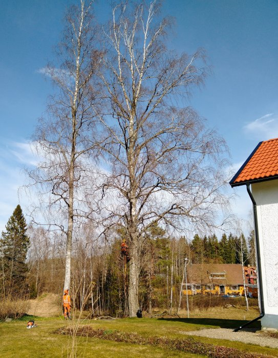 Arborist i säkerhetsutrustning sektionsfäller en hög björk i solig trädgård.