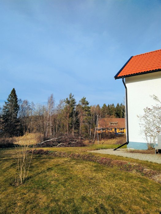 Nyligen sektionsfällda björkar på en gräsmatta nära ett hus, vilket resulterat i ökad ved och öppen utsikt.