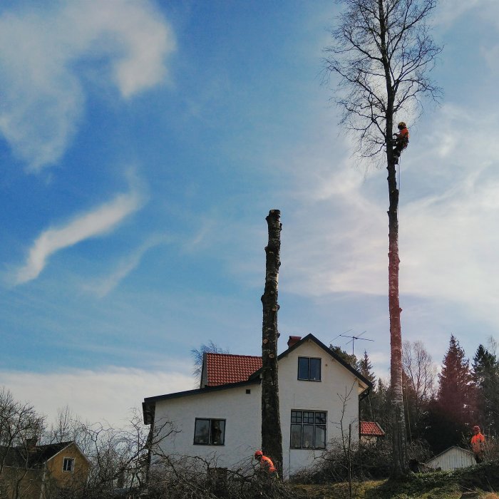 Arbetare sektionsfäller hög björk bredvid ett vitt hus under klarblå himmel.