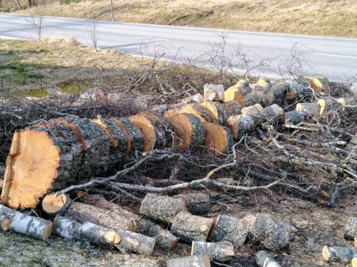 Sektionsfällda björkstammar och grenar på marken vid en väg, vedkapad och klar för uppsamling.