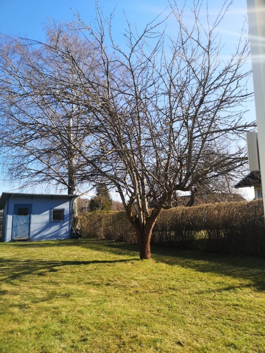 Träd utan löv i en trädgård framför en blå skjul och häck under klarblå himmel.