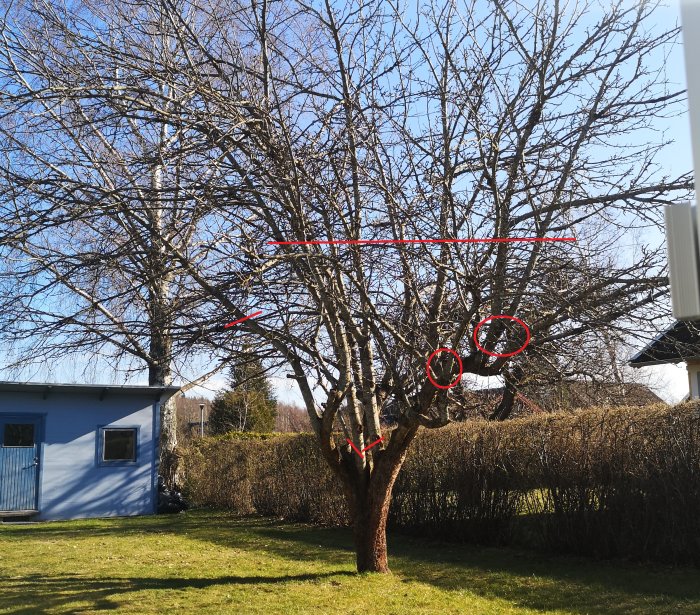 Träd med markerade beskärningsområden, röda linjer och cirklar indikerar grenar att kapas och gallras.