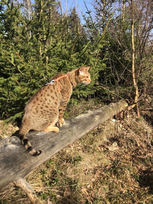 Nyfiken katt i sele står på en fallande timmerstock bland gröna buskar och soligt landskap.