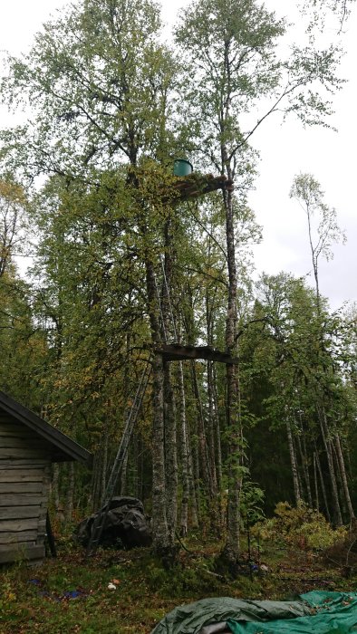 Behållare för vatten upphängd i träd vid jaktstuga, stege leder upp till den.