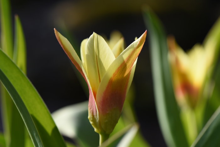 Blommande tulpan i nyanser av gult och rött med gröna blad mot suddig bakgrund, humle- och fjärilsmat som vissnar.