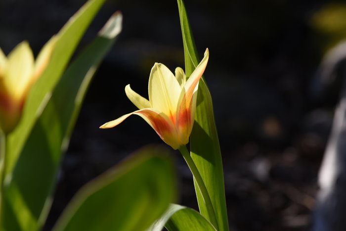 Gul tulpan med röda inslag börjar vissna, omgiven av gröna blad i trädgården.