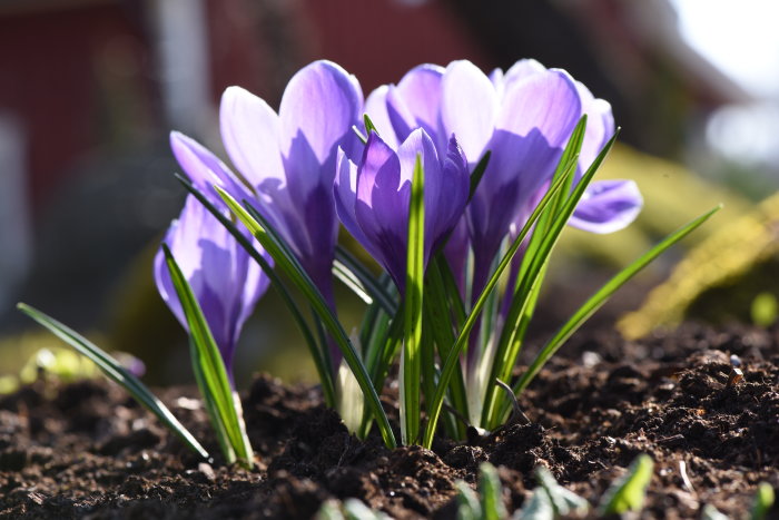 Lila krokusar i jord som vissnar, med diffust solljus och grön bakgrund.