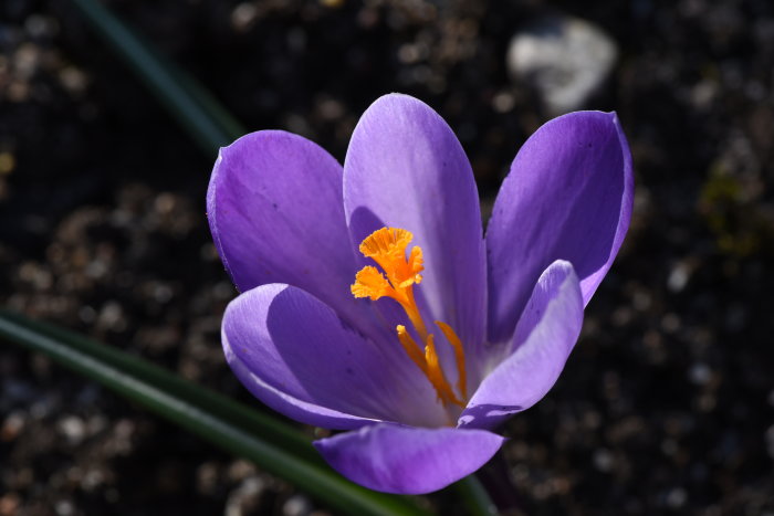 Närbild på en lila krokus som snart vissnar med orangea pistiller synliga.