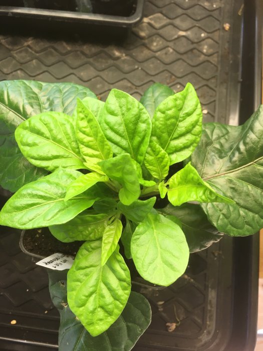 Lush green chili plant with large leaves, pruned and recovering after topping, in a pot.