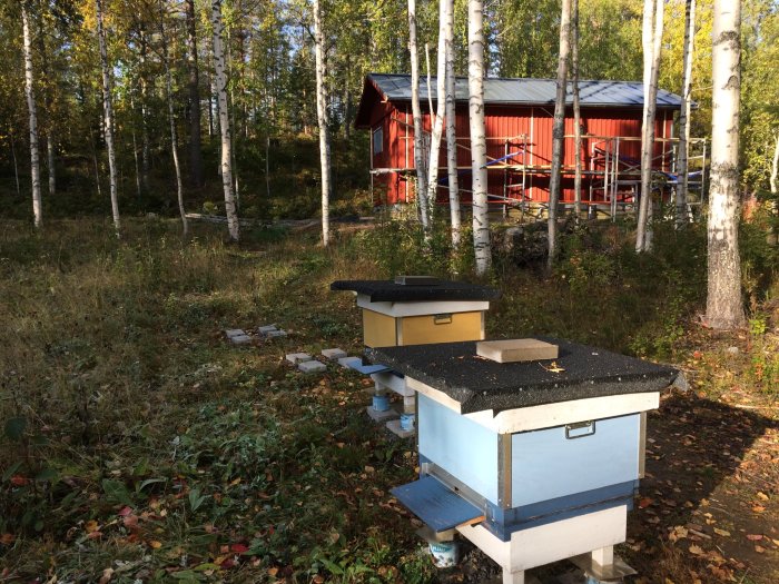 Bikupor i förgrunden med ett rött bihus och skog i bakgrunden under solig himmel.