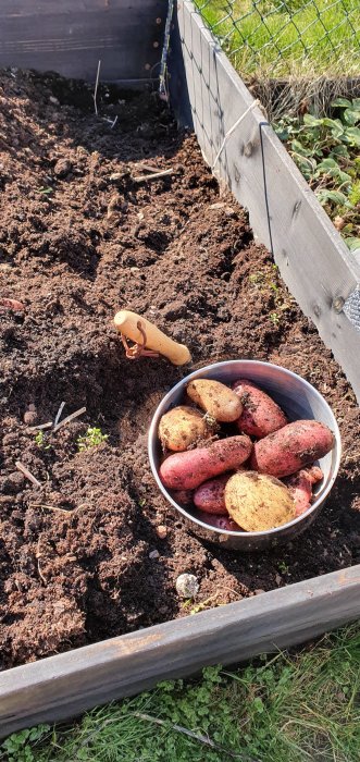 Skål med färskpotatis i jordig trädgårdsland, skurgrepp i bakgrunden.