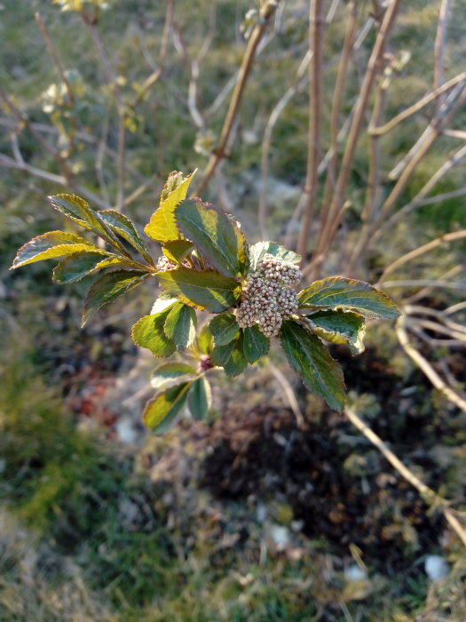 Växt med knoppar och gröna blad som inte blommat ännu under tidig vår.