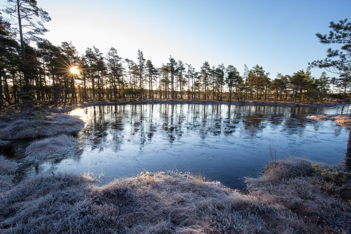 Soluppgång över en frostig skog och delvis frusen sjö.