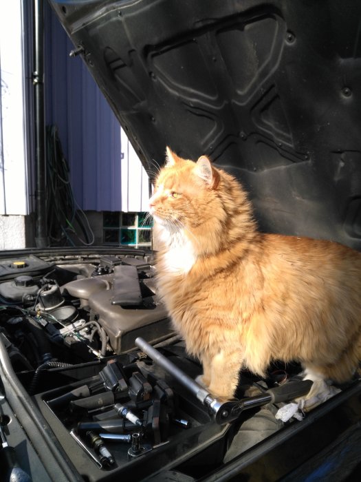 Rödbrun katt sitter på en öppen bildmotor bredvid en samling gniststift och verktyg.