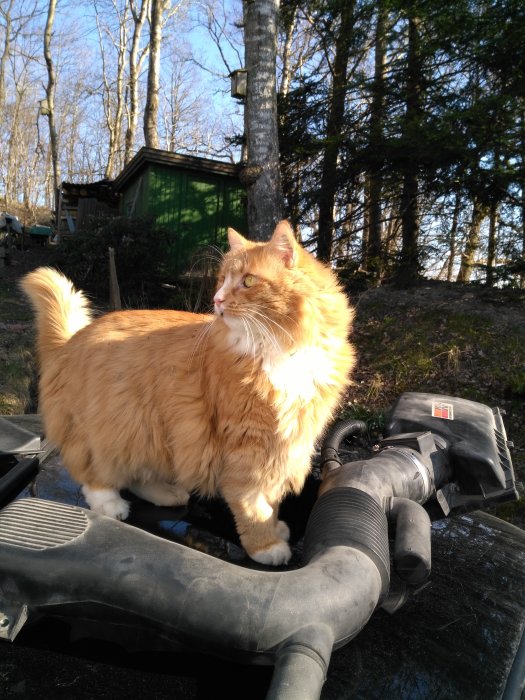 Orange långhårig katt sitter på en bil motor och tittar åt sidan, i en naturlig omgivning.