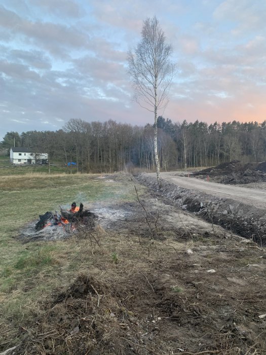 En brasa på en uppgrävd mark med stubbar och träd i bakgrunden vid skymning.