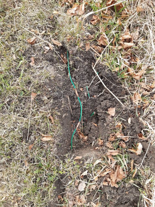 Reparerad kabel i marken efter skador orsakade av sork, med gräs och löv runt grävplatsen.