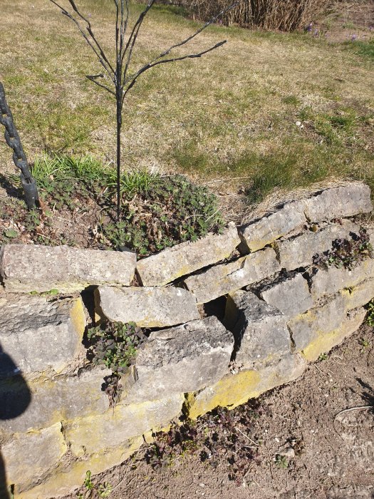 Stenmur med skadad del och nyplantat träd bakom, med vårväxter på marken.