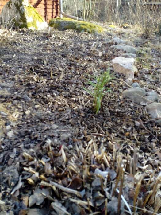 Nyröjd blomrabatt med grus och några enstaka gröna växter och stenar.