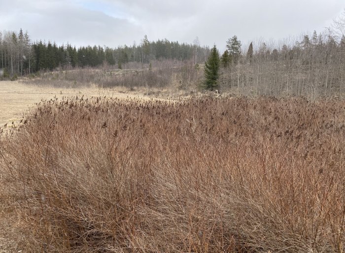 Stort område med tätt växande bruna klasespireabuskar på naturmark med skog i bakgrunden.