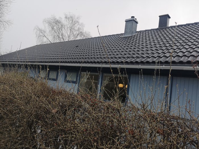 Ett enfamiljshus med tegelliknande takpannor, två skorstenar och blå träfasad bakom vintergula buskar.