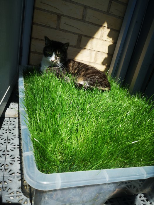 Katt som ligger i en frodig gräsplätt odlad i en plastlåda på en balkong.