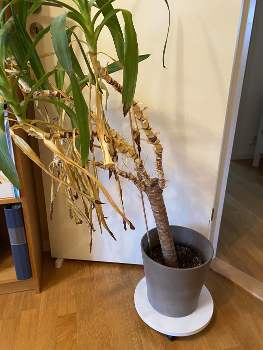 Förtorkad palm i kruka med gulnande och döende blad i ett hörn av ett rum.