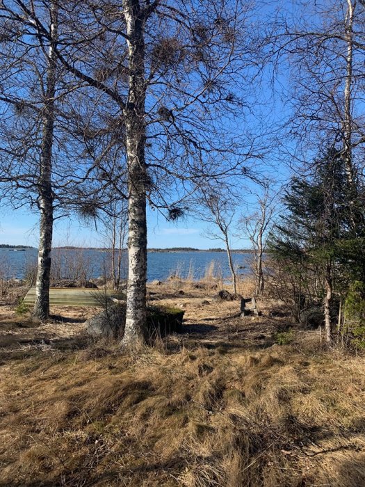 Ojämn, stenig tomt med igenväxt gräsmatta och björkträd vid vattnet.