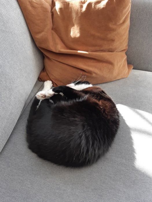 Svartvit katt sover ihoprullad på en grå soffa med bruna kuddar.