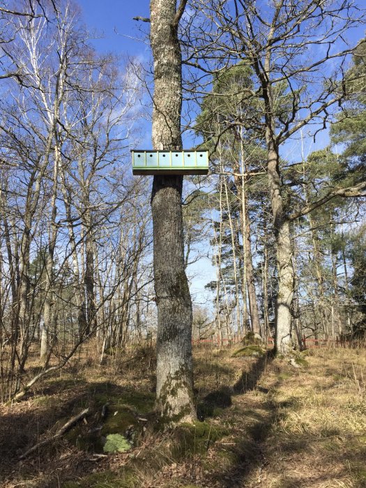 Radhusformad fågelholk monterad på en trädstam i en skogsmiljö.