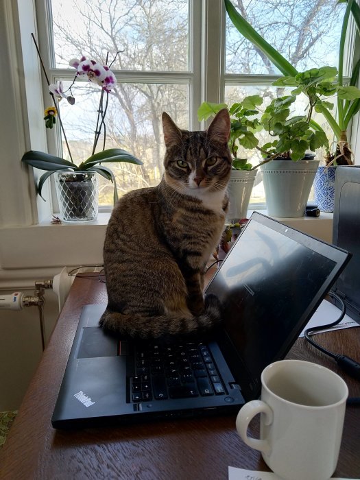 Katt sitter på en bärbar dator på ett skrivbord framför ett fönster, bredvid en kaffekopp.