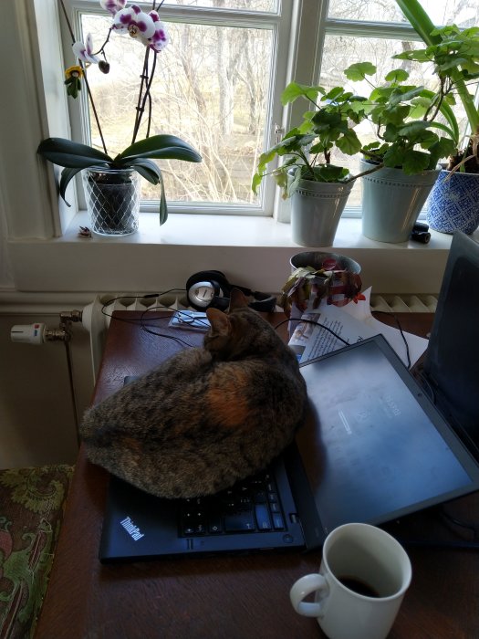 Katt sover på en laptop på ett skrivbord med växter på fönsterbrädan och en kaffekopp.