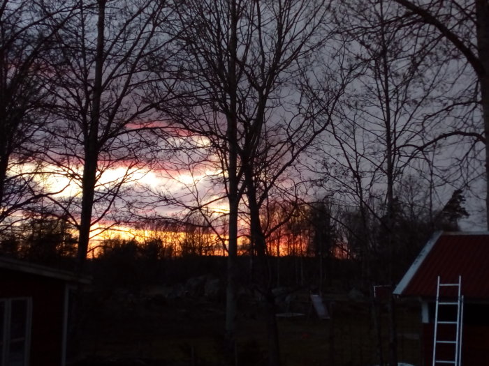 Solnedgång bakom träd med siluett av en byggnad och stege i förgrunden.