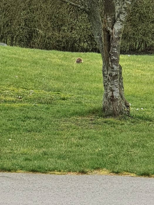 En hare sitter på en gräsmatta vid ett träd, med en häck i bakgrunden.