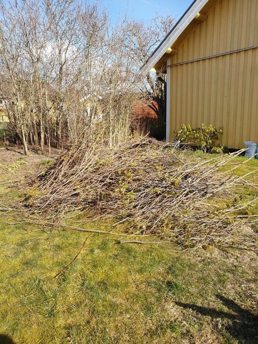 Ovårdad trädgård med grenhög och rishög nära gul husvägg med påbörjat trädgårdsarbete.