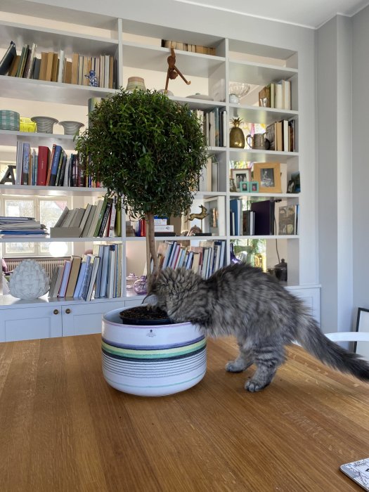 Katt sniffar på en krukväxt på ett träbord framför en bokhylla full av böcker.