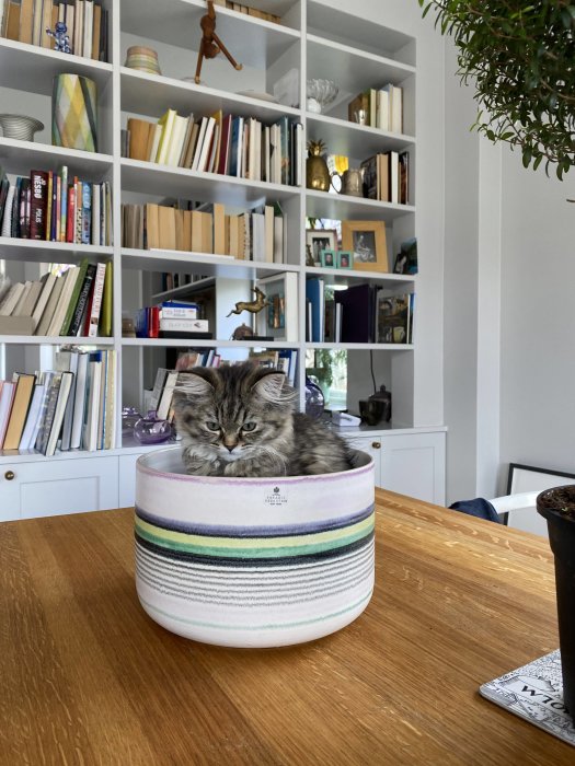 Långt hårig katt sittandes i en textilkorg på ett träbord, med en bokhylla i bakgrunden.