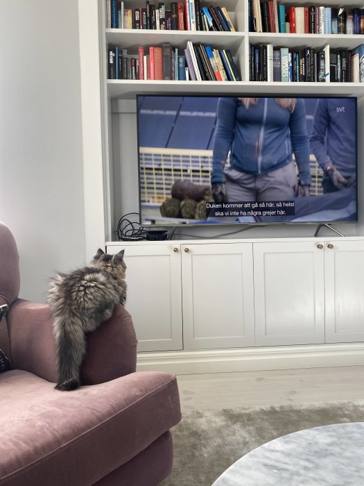 Katt sitter på en rosa fåtölj och tittar på TV:n i ett vardagsrum fyllt med en bokhylla.