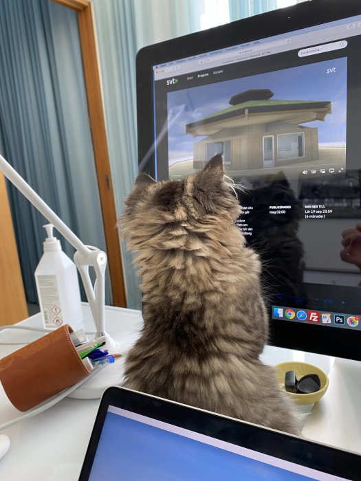 Katt tittar på en datorskärm visande en 3D-modell av ett hus, på ett skrivbord med prylar.