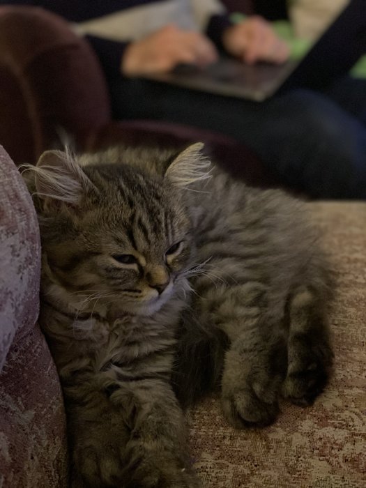 En långhårig katt sover på en soffa medan någon arbetar i bakgrunden.