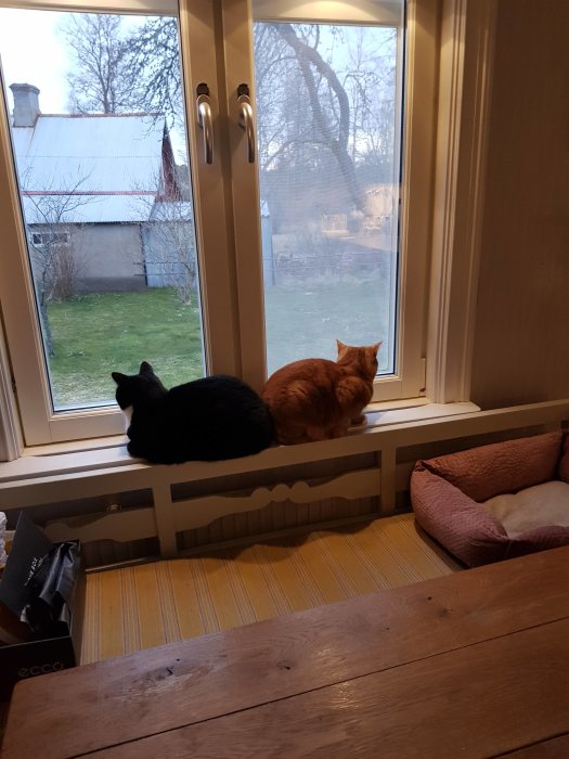 Svart och röd katt sittande på en fönsterbräda och tittar ut.