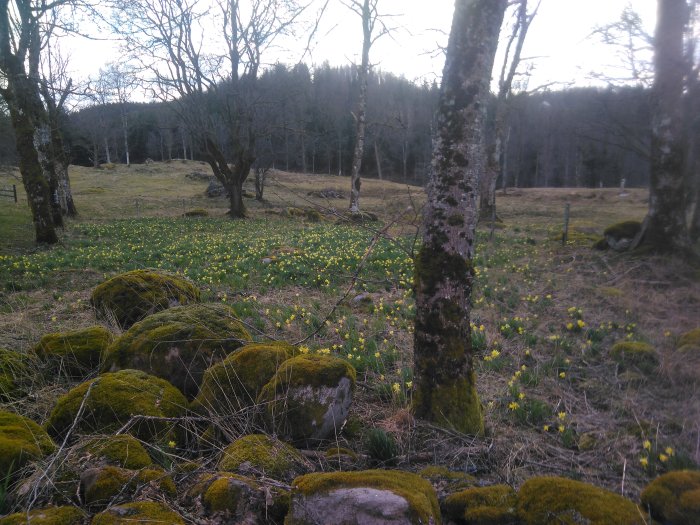 Mossbeklädda stenar och gula blommor i en ljusning omgärdad av träd.