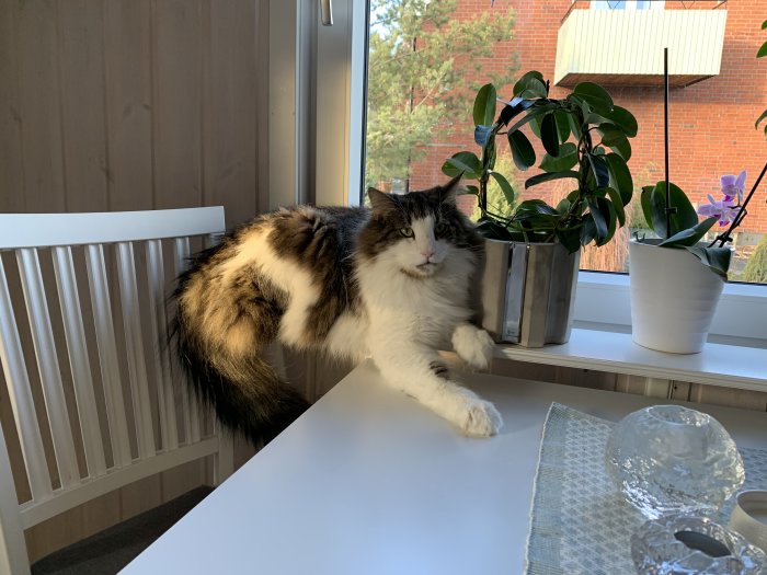 Fluffig katt avslappnat liggandes på en fönsterbänk bredvid krukväxter och med en glasvas i förgrunden.