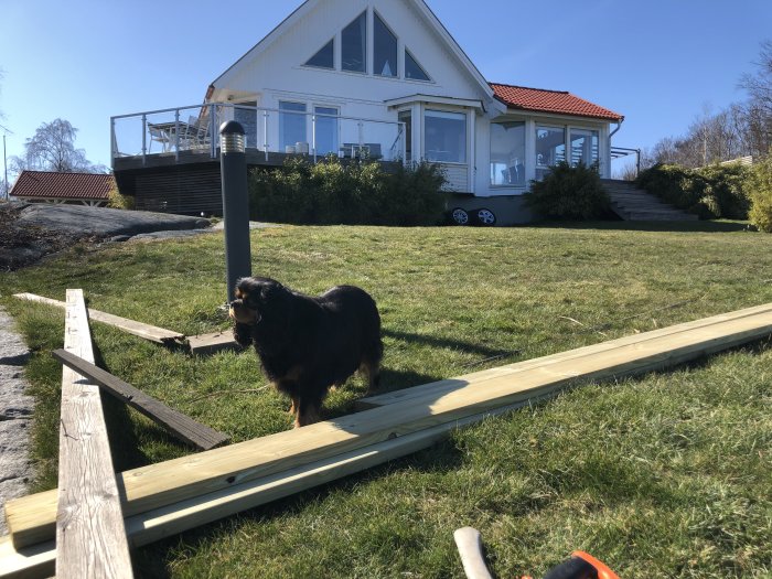 Hund bredvid träplank på gräsmatta framför hus med veranda och verktyg på marken.