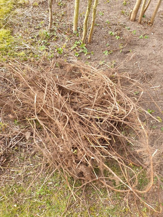 Uppdragna trädrotter på marken med små träd och grönska i bakgrunden.